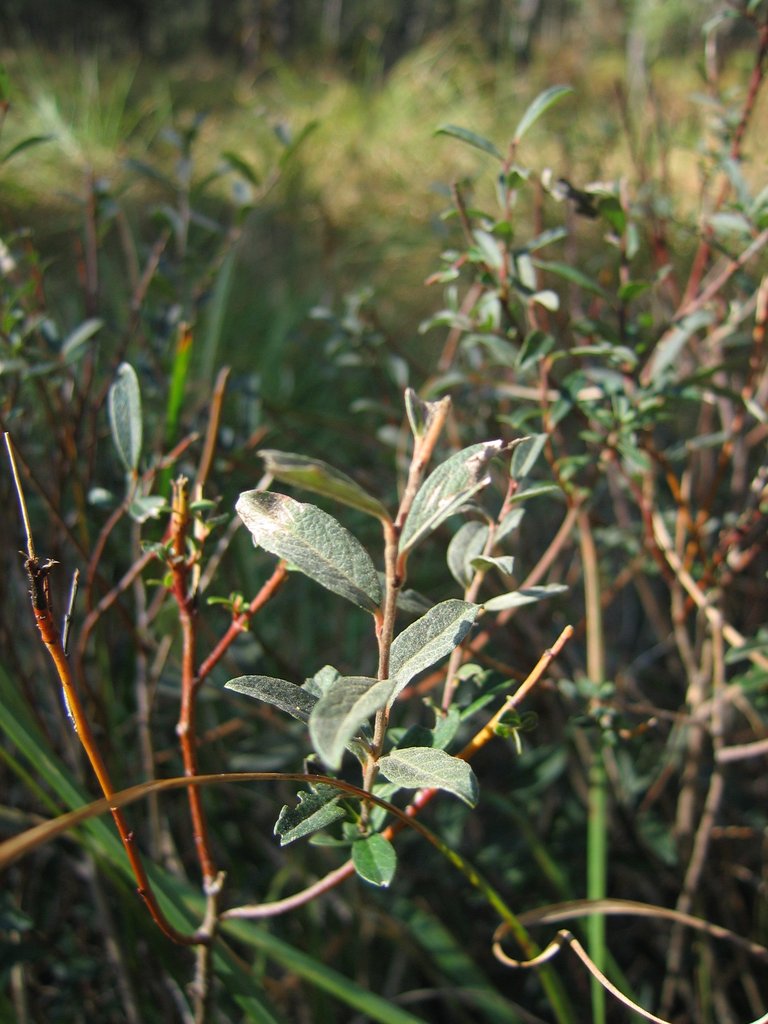 Salix repens